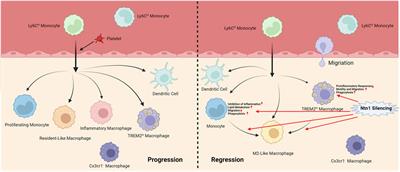 Single-cell RNA sequencing in atherosclerosis: Mechanism and precision medicine